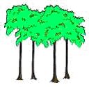 Family Tree